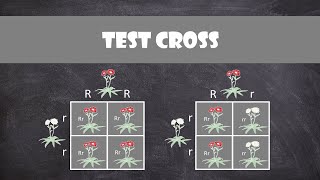 Test Crosses  Genetics [upl. by Denney]