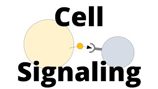 Cell Signaling Types Paracrine Endocrine Juxtacrine [upl. by Llenehc]