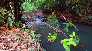 CHIRPING BIRDS WITH BABBLING BROOK IN THE DEEP FOREST RELAXING NATURE SOUNDS FOR ANXIETY [upl. by Lalo]