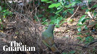 A bowerbird builds his nest a metre from Sydney suburbia – Australian bird of the year 2023 [upl. by Neeoma]