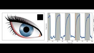 Changes in pupil size in response to light [upl. by Heer]