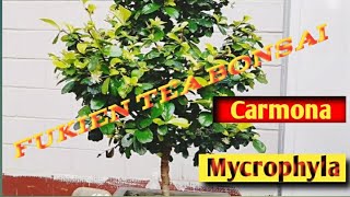 Styling Bonsai Carmona Mycrophyla  Fukien Tea  pruning fukientea carmona bonsai [upl. by Sivad]