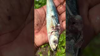 ഇതാണ് അതിന്റെ രീതി keralafishing shorts [upl. by Anoek]