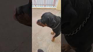 Rottweiler vs pointer dog youtubeshorts [upl. by Verile90]