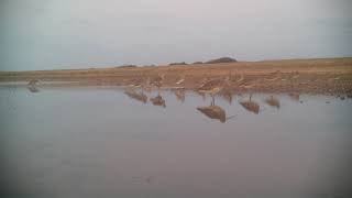 Curlew leaving their night roost [upl. by Sugna]