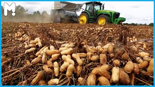 🥜 Japan Peanut Growing Harvesting and Processing  Japan Peanut Agriculture Technology Farming [upl. by Dihsar]