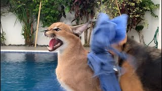 Dog vs Caracal  Roo the caracal is annoyed at Bessie the beagle [upl. by Ramas]