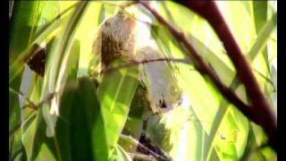 Baby Pygmy Marmosets first steps [upl. by Asaeret]