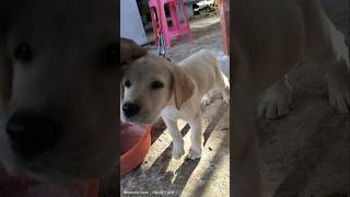 Labrador puppy ♥️ rap labrador pappi viralshort trendingshorts [upl. by Ori]