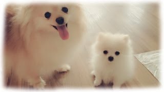 Our tiny white micro  teacup pomeranian puppy [upl. by Hcir]