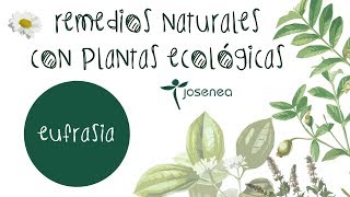 REMEDIOS NATURALES CON PLANTAS ECOLÓGICAS EUFRASIA [upl. by Atilrahc826]