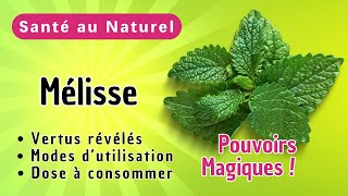 MELISSE Magique  Pourquoi Tous Devraient Connaître ses Pouvoirs pour la Santé et la Sérénité [upl. by Dimphia]