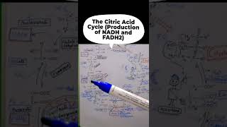 The Citric Acid Cycle [upl. by Netsirk]