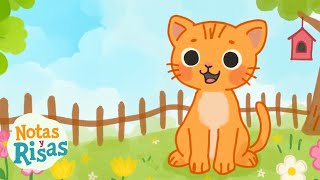 El Gatito Chiquitito  Canciones Infantiles  Notas y Risas [upl. by Kelbee]