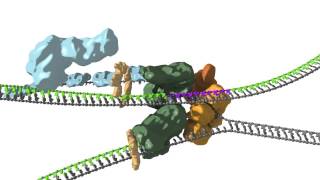 Replication fork coupling [upl. by Assiren]