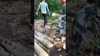 Harvesting Bamboo  Green Farm bamboo bambooart Slingshots diy [upl. by Anek13]