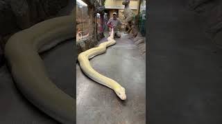 20ft reticulated python🐍 [upl. by Eznyl]