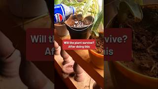 Will the plant survive🦧 After doing this⬆️ shorts gardening alovera [upl. by Rhyne]