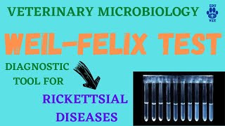 WeilFelix Test  Diagnosis for Rickettsiosis [upl. by Arron708]