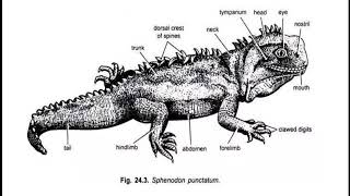 AFFINITIES OF SPHENODON PUNCTATUM [upl. by Kassey]