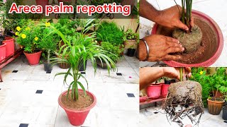 Areca palm care n repotting ऐरेका पाम प्लांट को गमले मैं रिपोट करने का सही तरीका potting mix [upl. by China707]