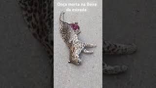 Onça encontrada morta na beira da estrada em Santo Hipólito interior de Minas [upl. by Anagnos18]