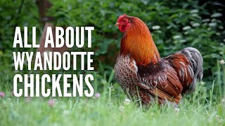 Wyandotte Chickens Breed Profile Facts and Care [upl. by Fayina]