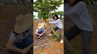 How Chinese earning million from papaya farming farming shorts short [upl. by Erida386]