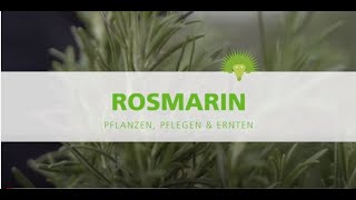 Gewürzpflanzen Der Rosmarin [upl. by Inigo]