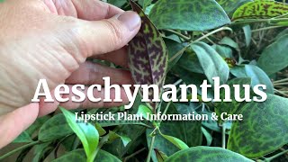 Aeschynanthus Lipstick Plant Information amp Care [upl. by Ardnaz]