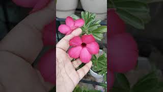 Adenium plant cutting update adenium flower blooms [upl. by Arag]