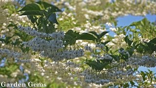 Japanese snowbell tree Styrax japonicus [upl. by Oliva]