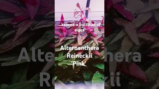 Alternanthera Reineckii Pink aquascape aquascaping fishtanklife aquarium plants plantedtank [upl. by Ressay895]