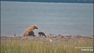 128 Grazer and Her Spring Cubs on the Spit  July 7 2024 exploreorg [upl. by Owades]