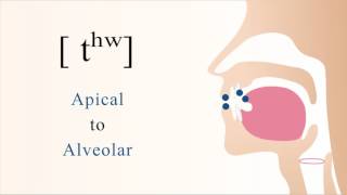 tʰʷ  unvoiced aspirated labialized apical alveolar stop [upl. by Ailerua934]