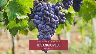 Il Sangiovese [upl. by Darwen531]