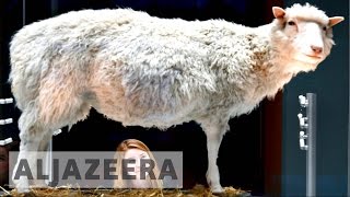 The scientific legacy of Dolly the sheep [upl. by Gnemgnok339]