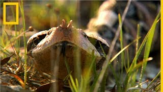 La víbora de Gabón  National Geographic en Español [upl. by Modla769]