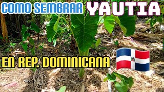 COMO SE SIEMBRA LA YAUTIA EN REPÚBLICA DOMINICANA [upl. by Marge]