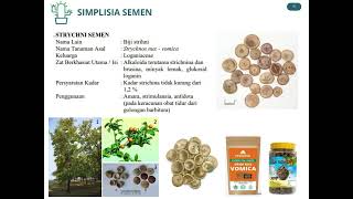 semen dan amylum [upl. by Burrus]