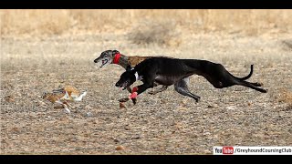 Hare coursing with greyhound 2021  Dog vs rabbit race  Racing greyhounds [upl. by Celinka570]