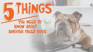 5 Things You Need to Know About Smoosh Faced Dogs [upl. by Akiram]