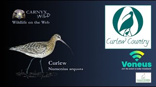 Curlew Country Live Nestcam☀️210524 [upl. by Sanfred]