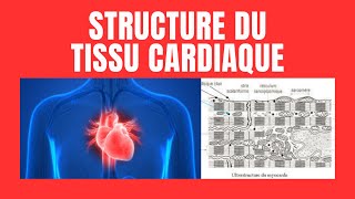 Quelle est la structure du myocarde [upl. by Alul]