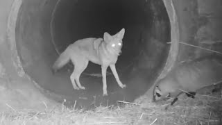 Badger and coyote spotted traveling together in Bay Area first [upl. by Gerri]