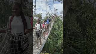 Canopy walk at Lekki conservation centre Lekkiconservationcentre walking [upl. by Nylanna930]