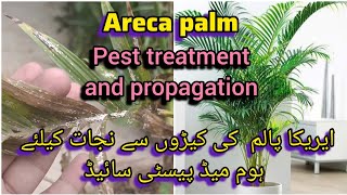 areca palm pest treatmenthome made pesticide care propagationGrow Green 445 [upl. by Wenz485]