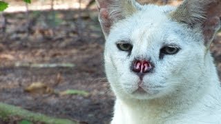 White Serval Nose Surgery [upl. by Reld997]