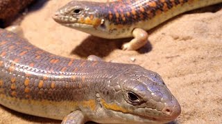 سحلية ام الحيات  دليل رعاية كامل لأجمل السحالى المصرية 😍😍 Berber skink Care [upl. by Lunette]