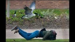 FUNNIEST Geese Attack Compilation  MUST SEE Angry goose video NEW HD [upl. by Eltrym15]